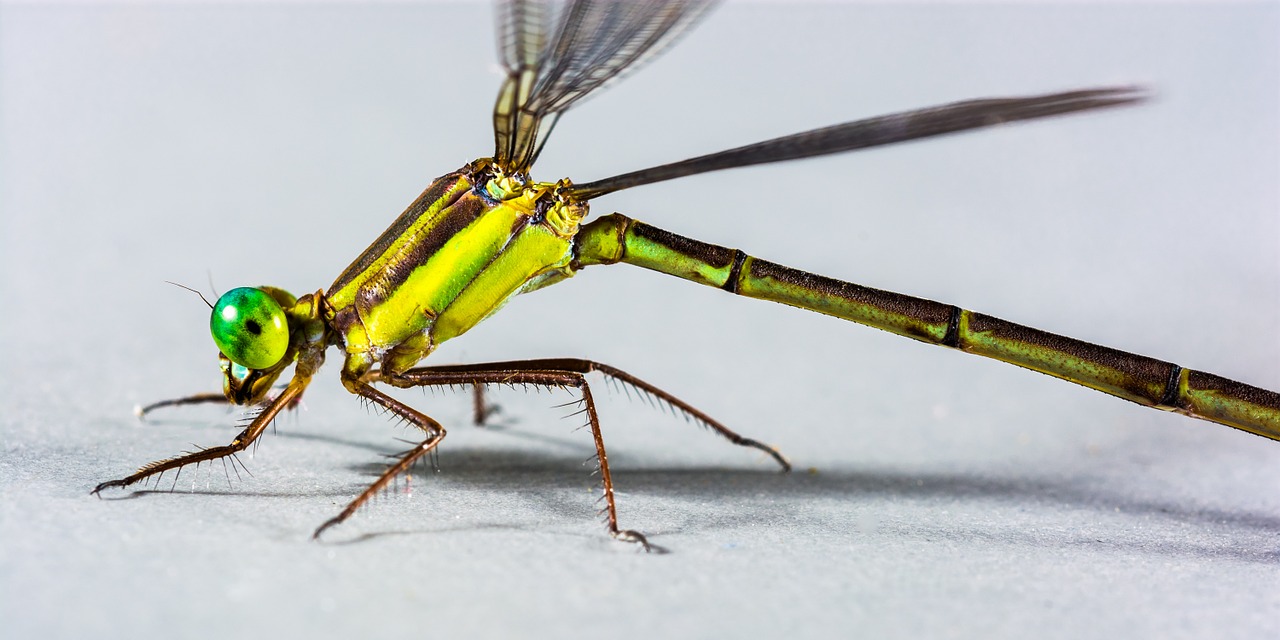 dragonfly insect close free photo