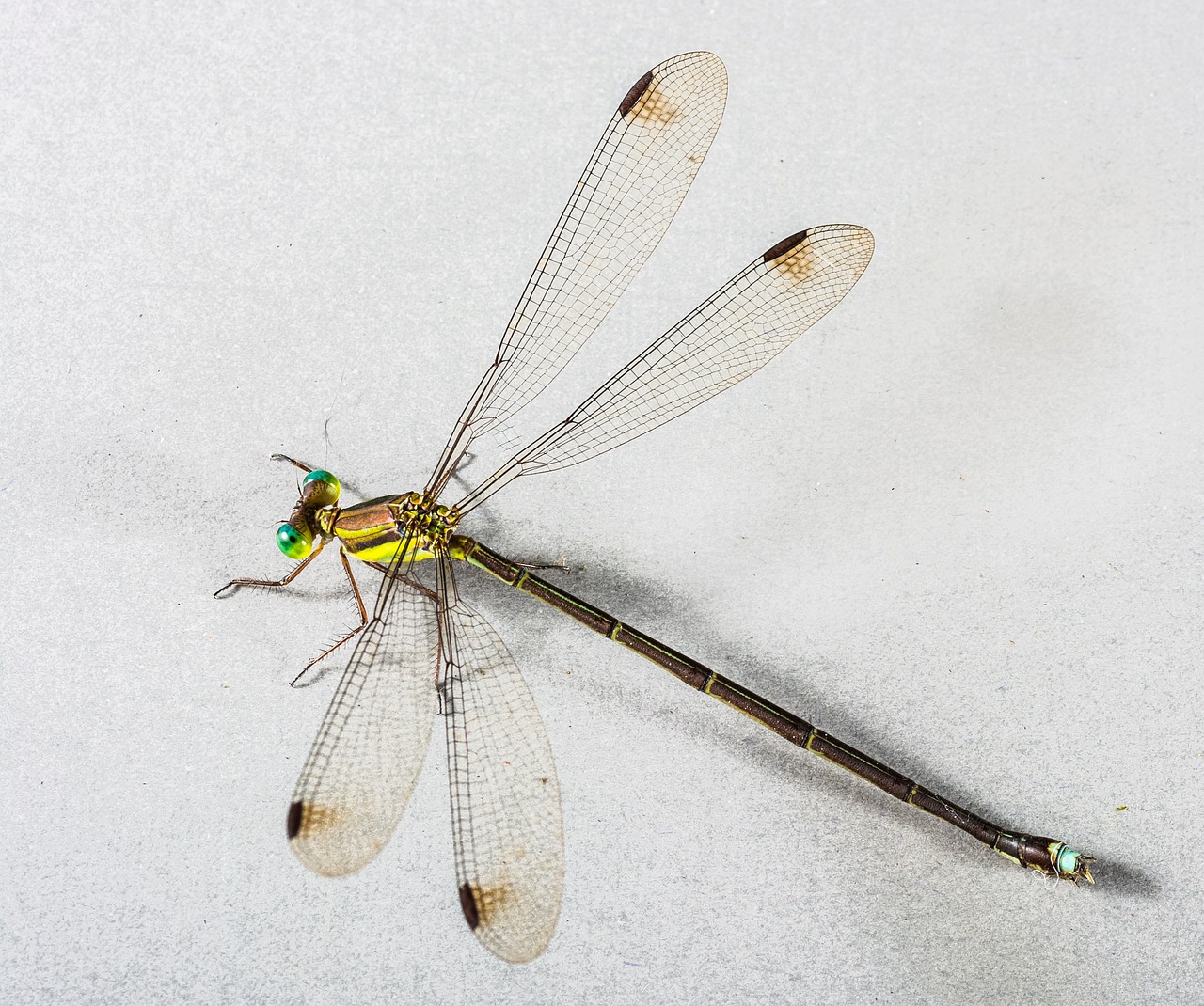 dragonfly insect close free photo