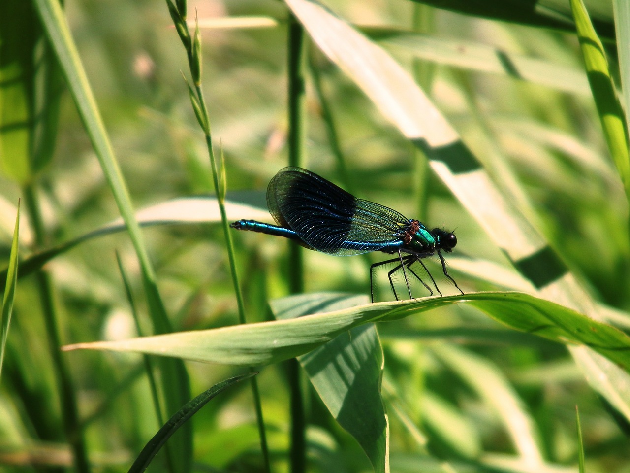 dragonfly insect halm free photo