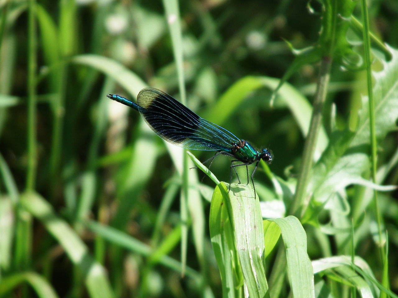 dragonfly insect summer free photo