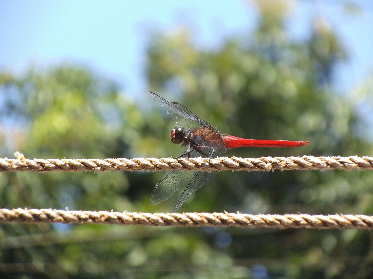 dragonfly red dragon insect free photo