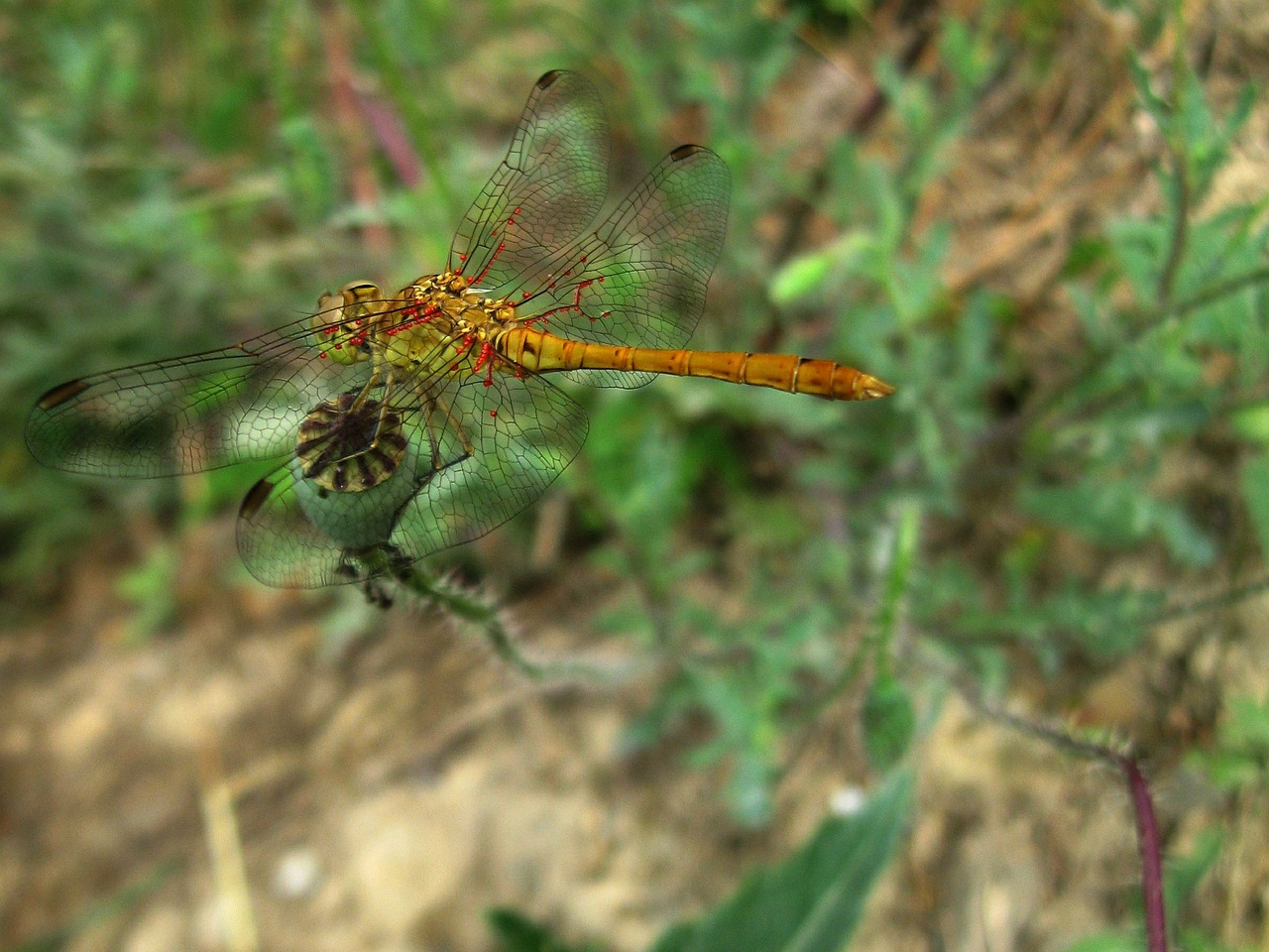 dragonfly insect libellula depressa free photo