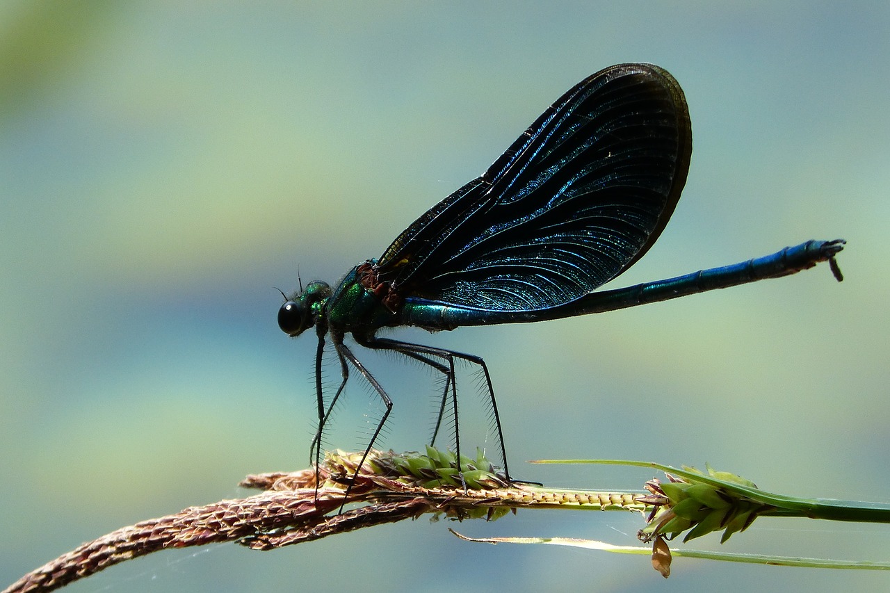 dragonfly  insect  fly free photo