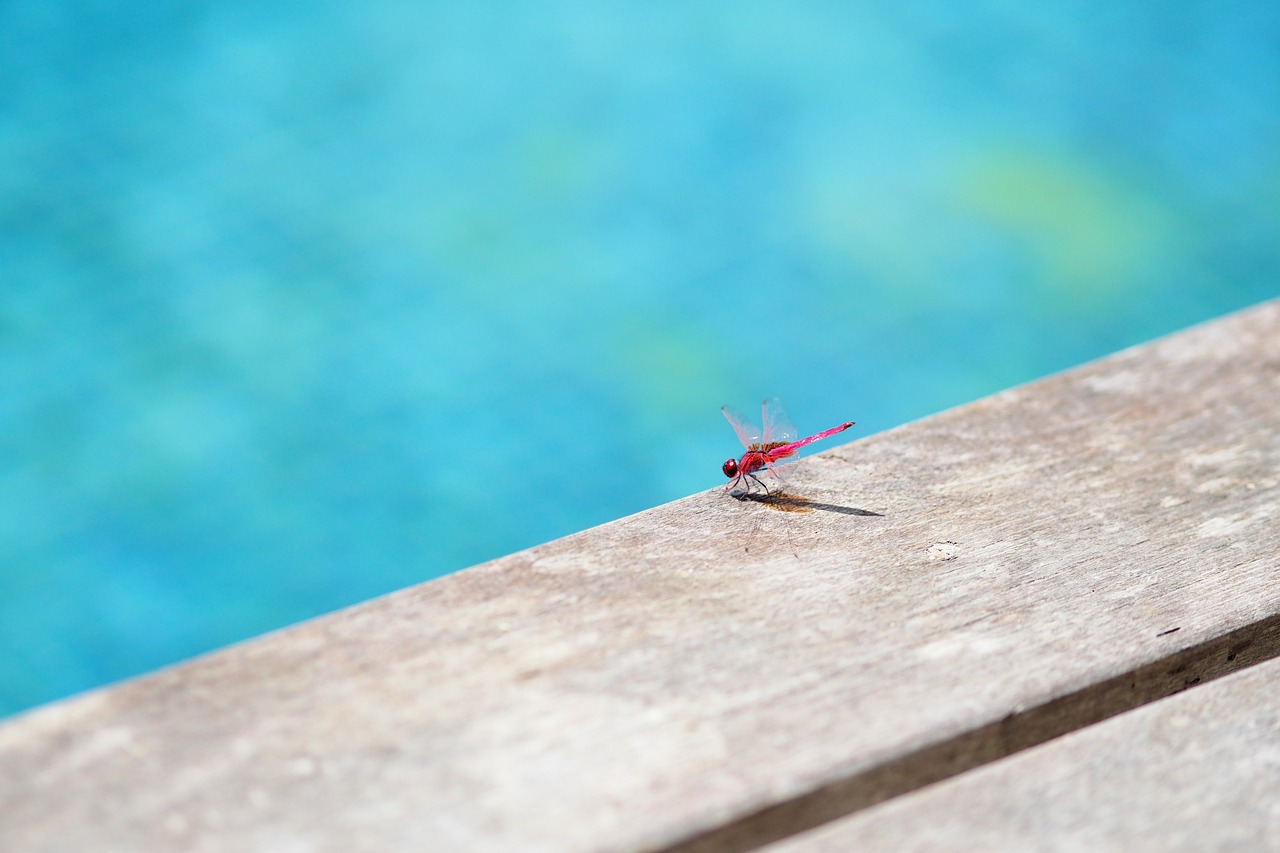 dragonfly pool insect free photo
