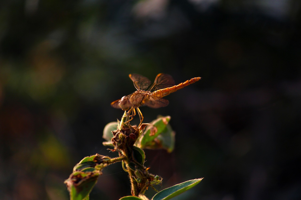 dragonfly  flight  transparent free photo