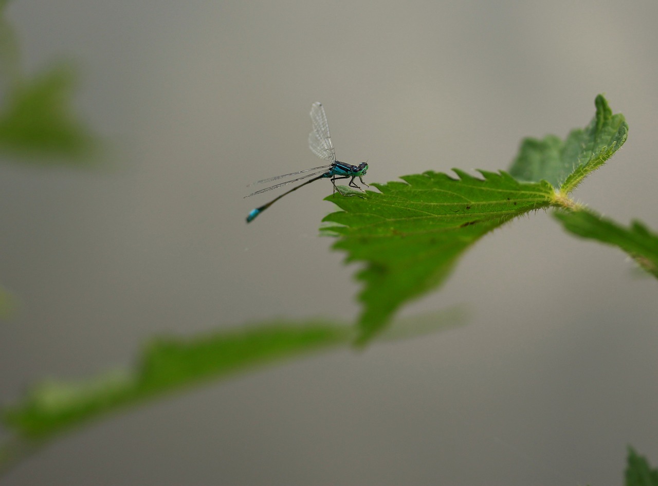 dragonfly  blue  insecta free photo