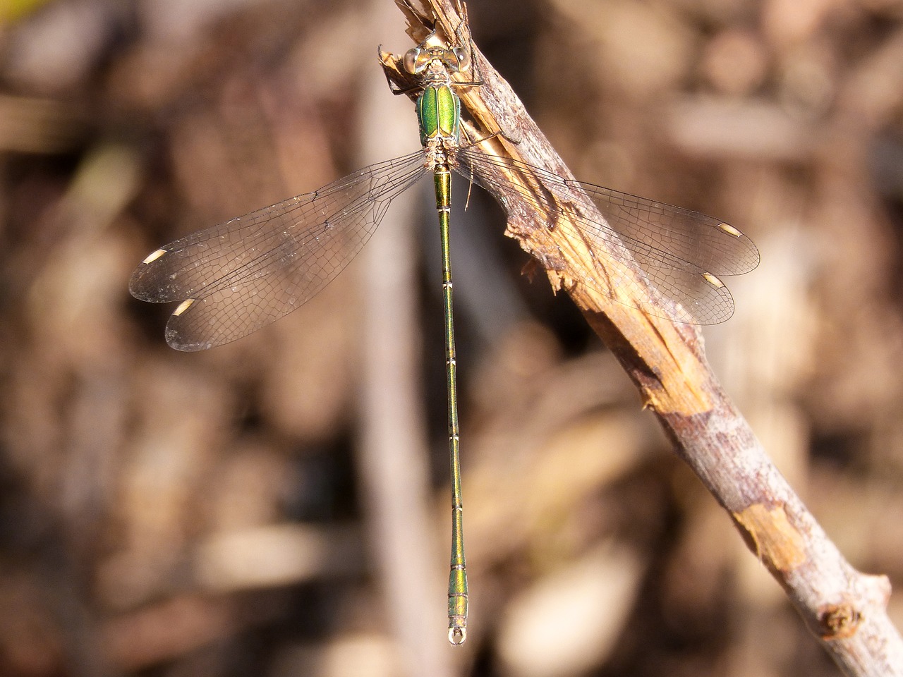 dragonfly  damselfly  green dragonfly free photo