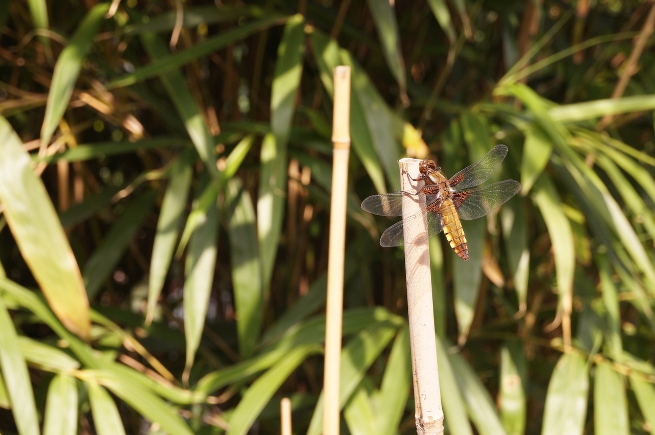 dragonfly  insect  reed free photo