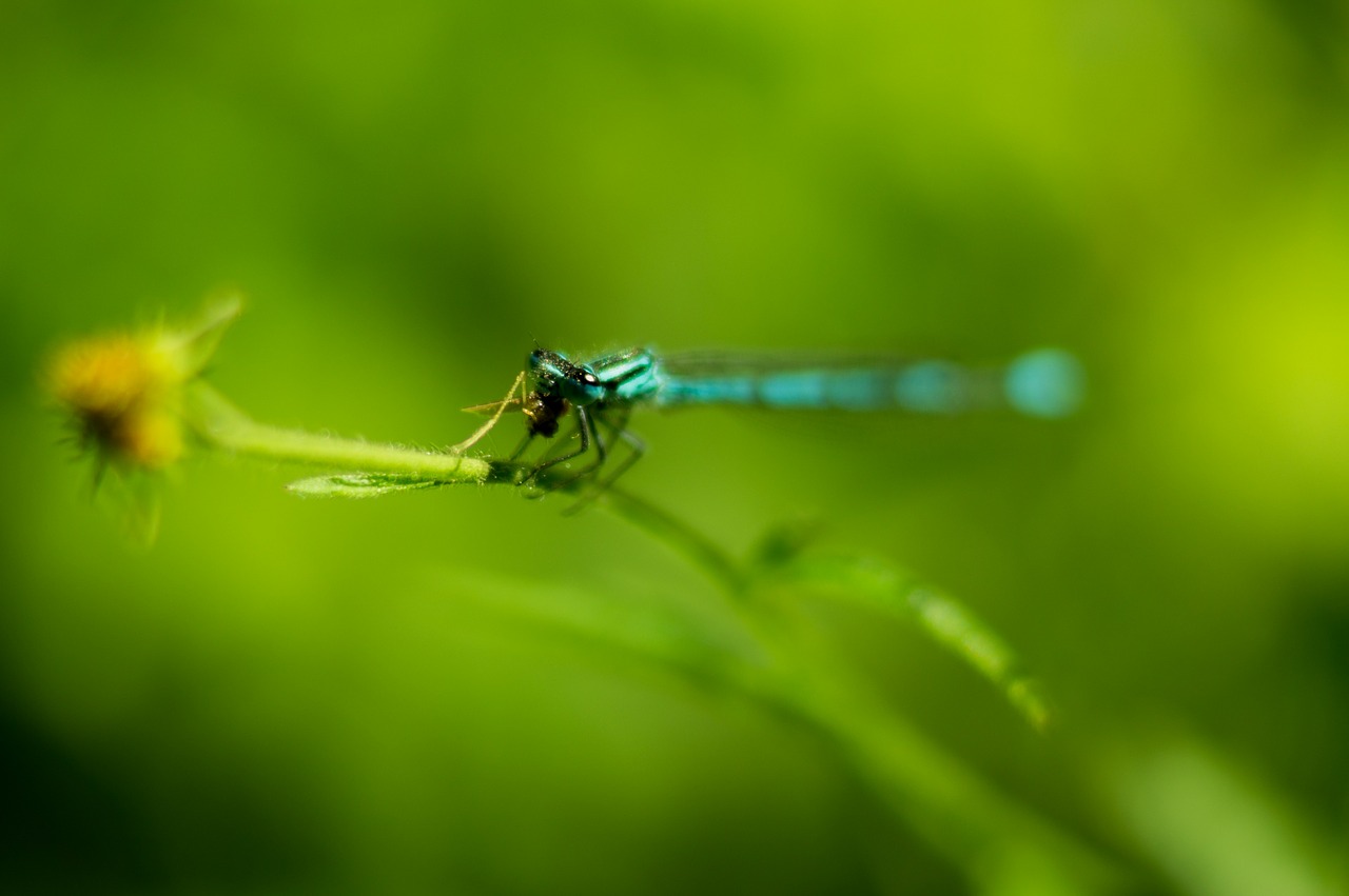 dragonfly insect green free photo