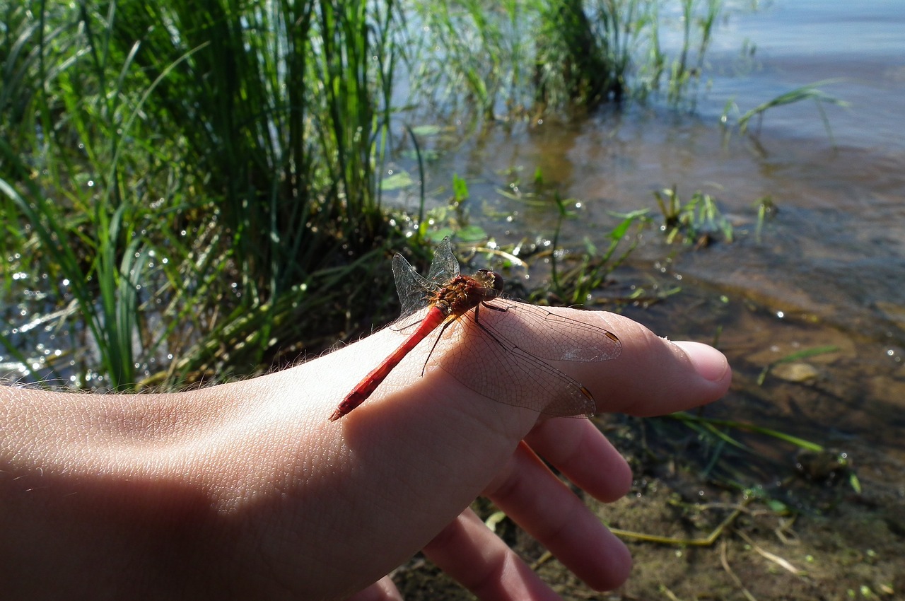 dragonfly hand river free photo