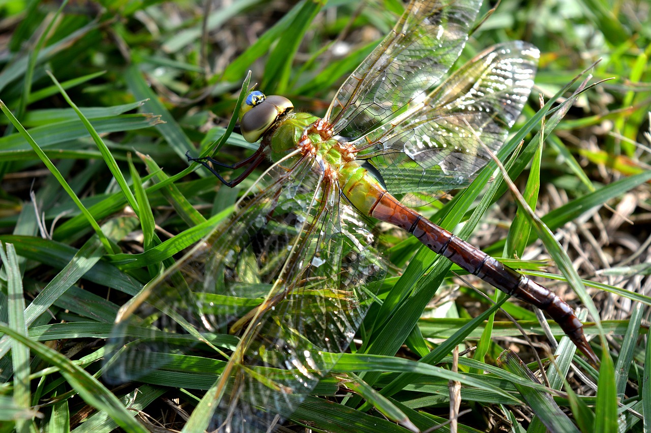 dragonfly  nature  insect free photo