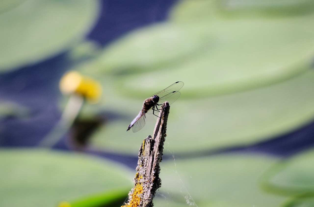 dragonfly  pond  insect free photo