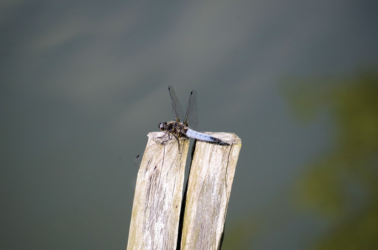 dragonfly  post  pond free photo