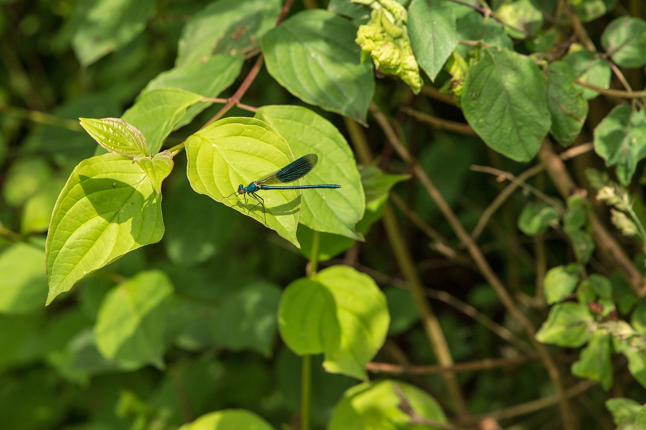 dragonfly  insect  nature free photo