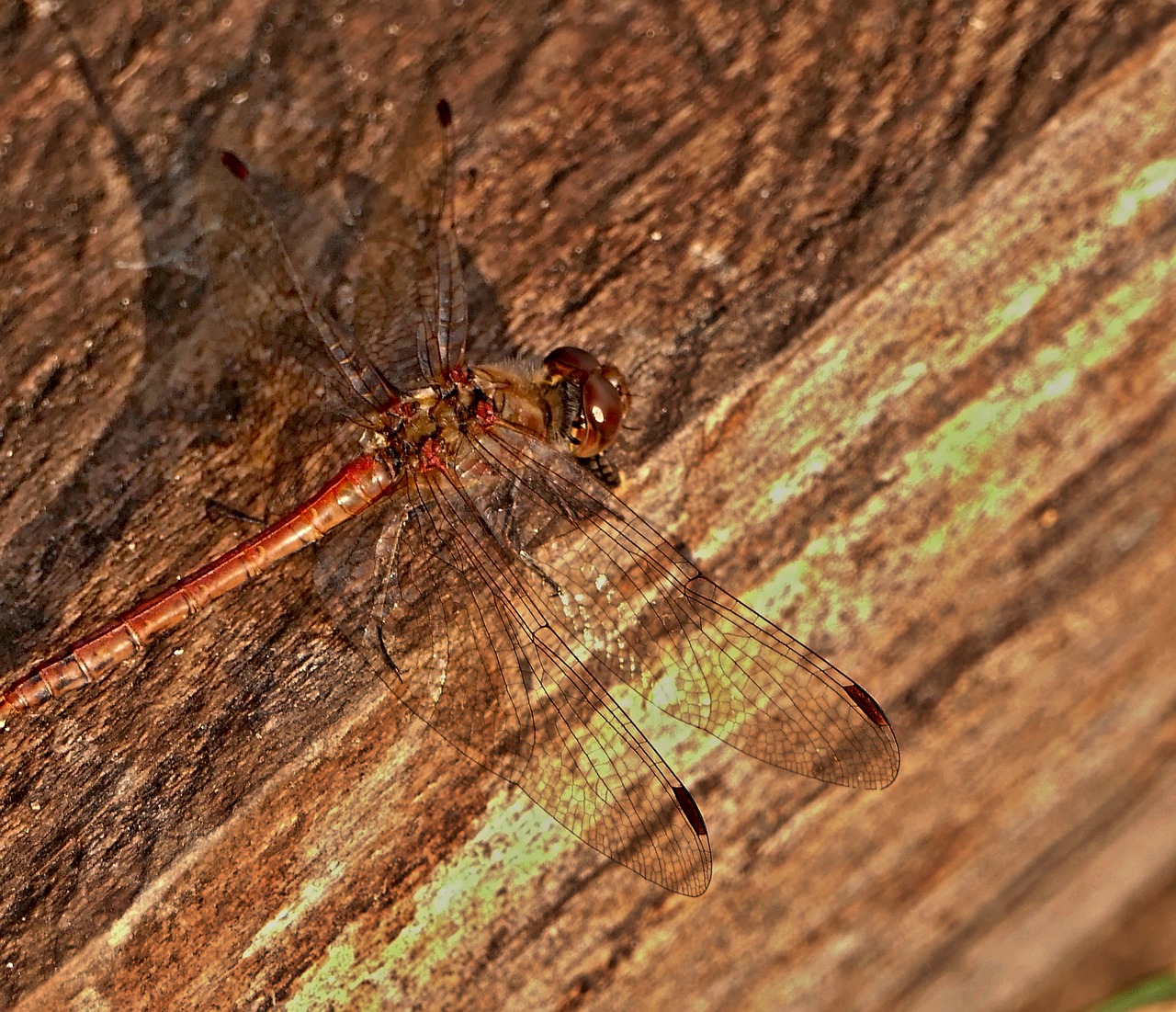 dragonfly  common  insects free photo