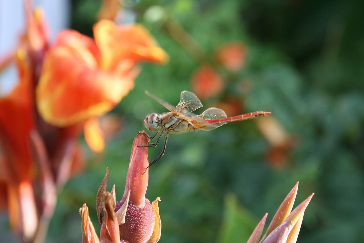 dragonfly  flower  insect free photo