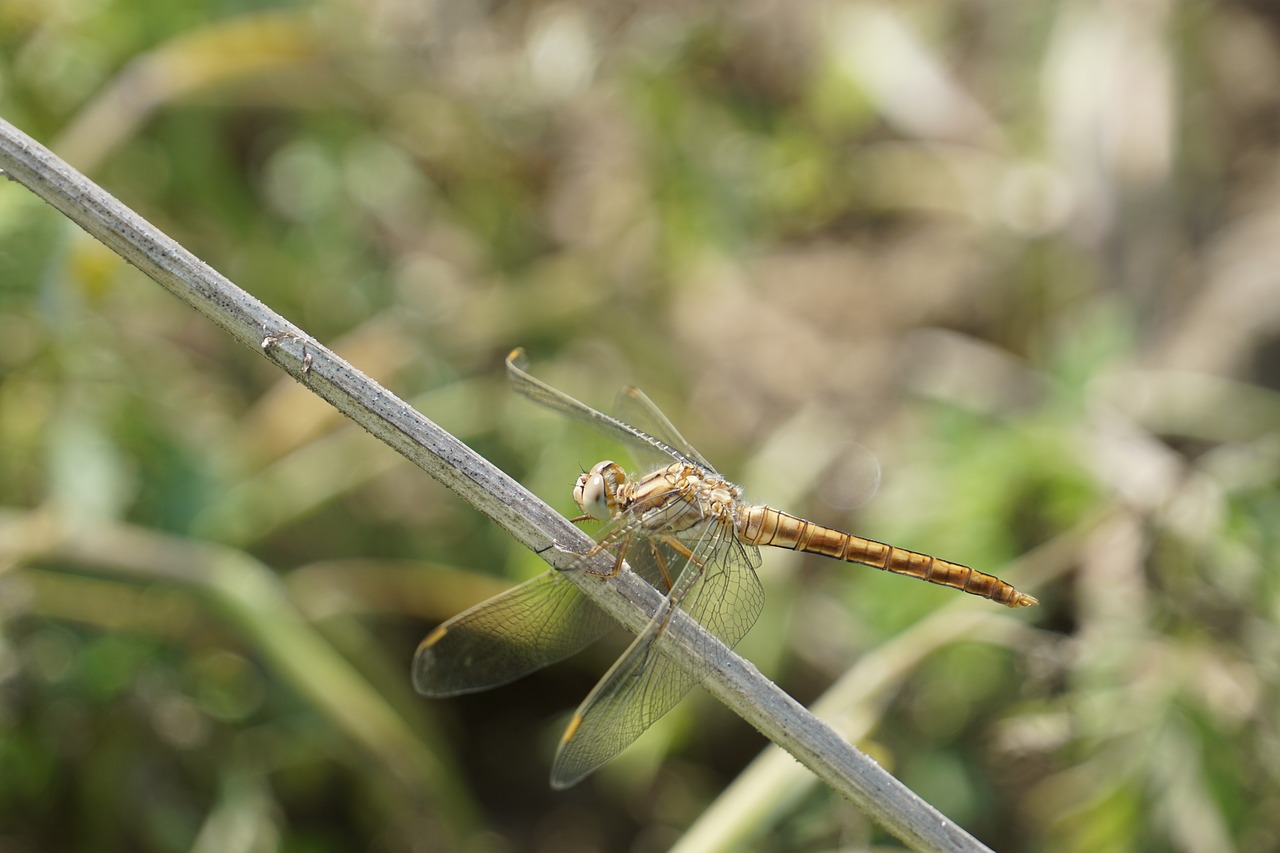 dragonfly  insect  nature free photo