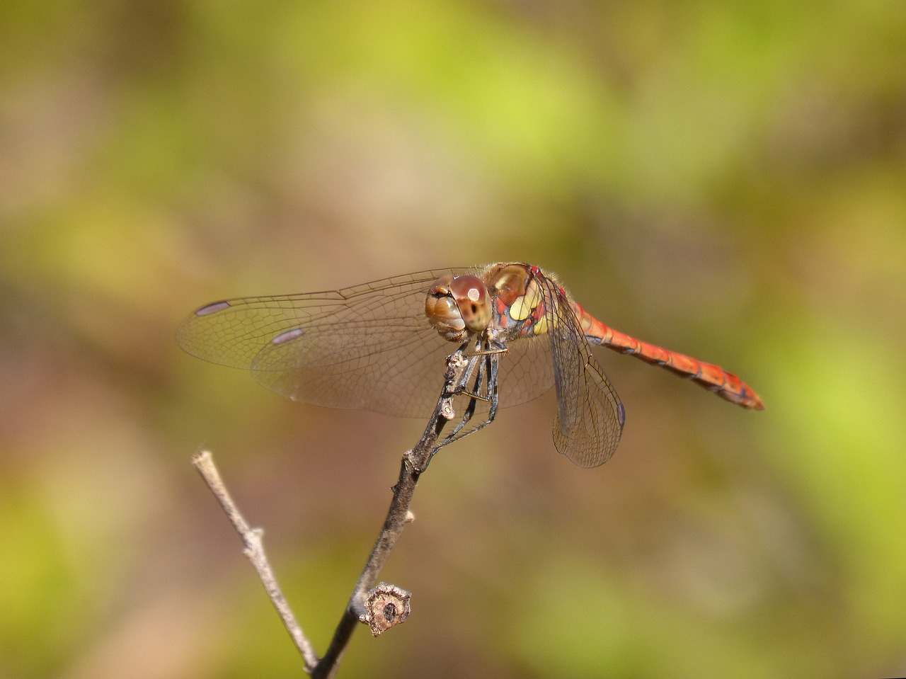 dragonfly  sympetrum striolatum  branch free photo