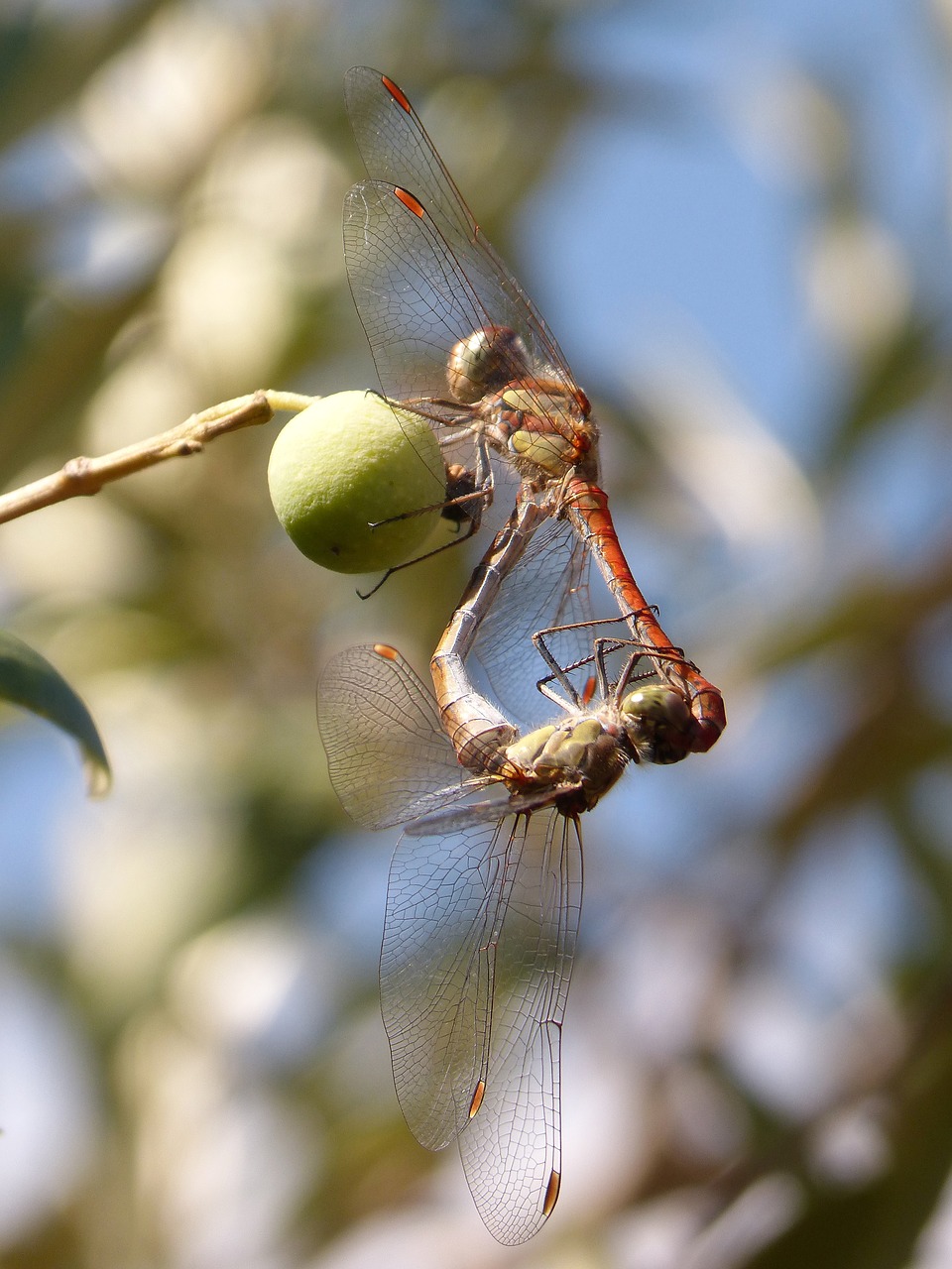 dragonfly  insect intercourse  mating free photo