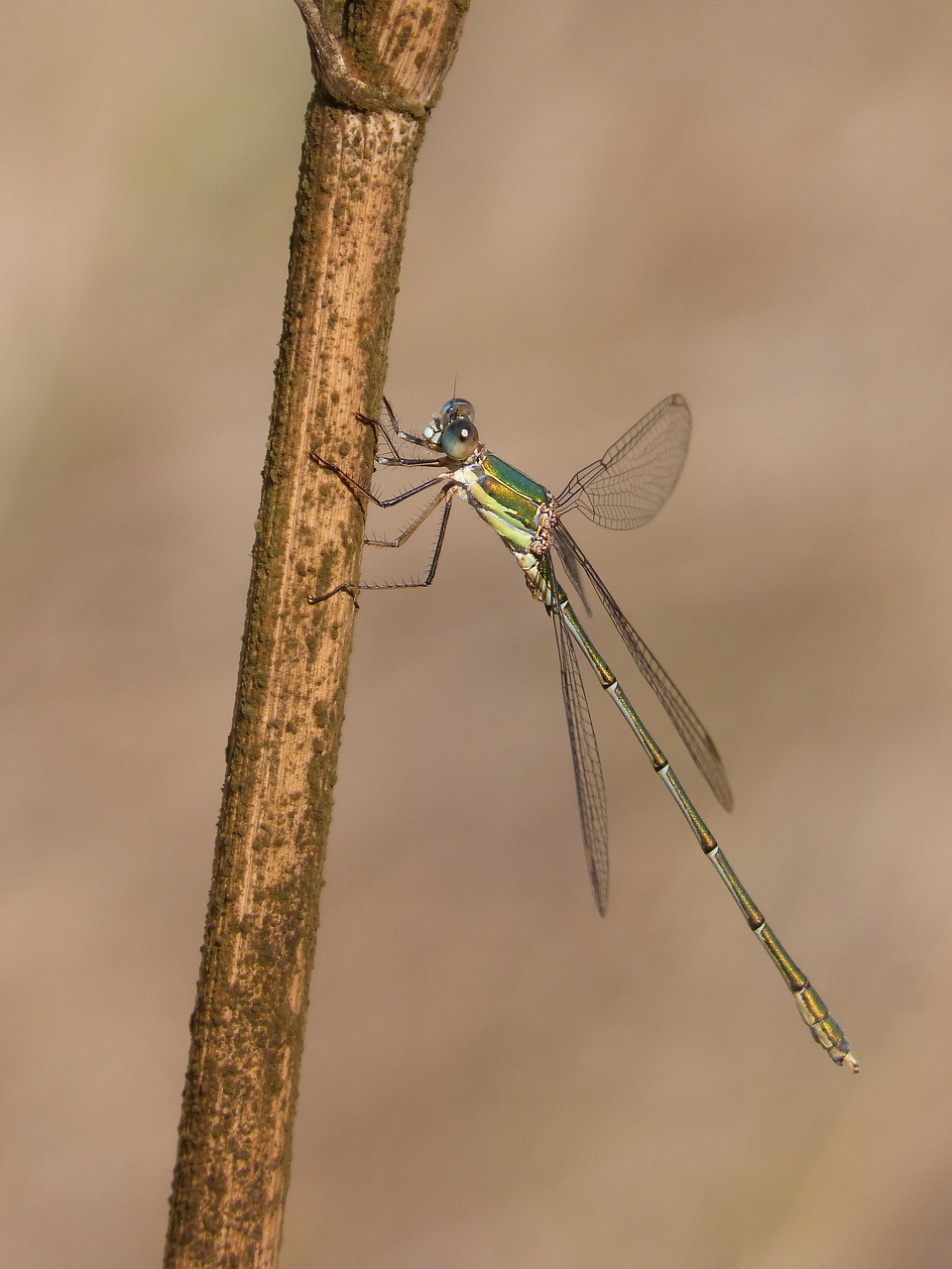 dragonfly  damselfly  green dragonfly free photo