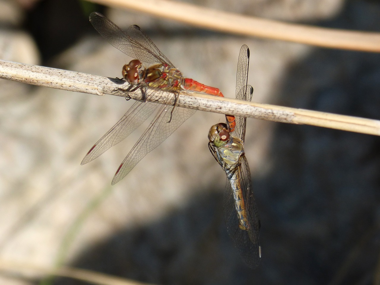 dragonfly  insect intercourse  mating free photo