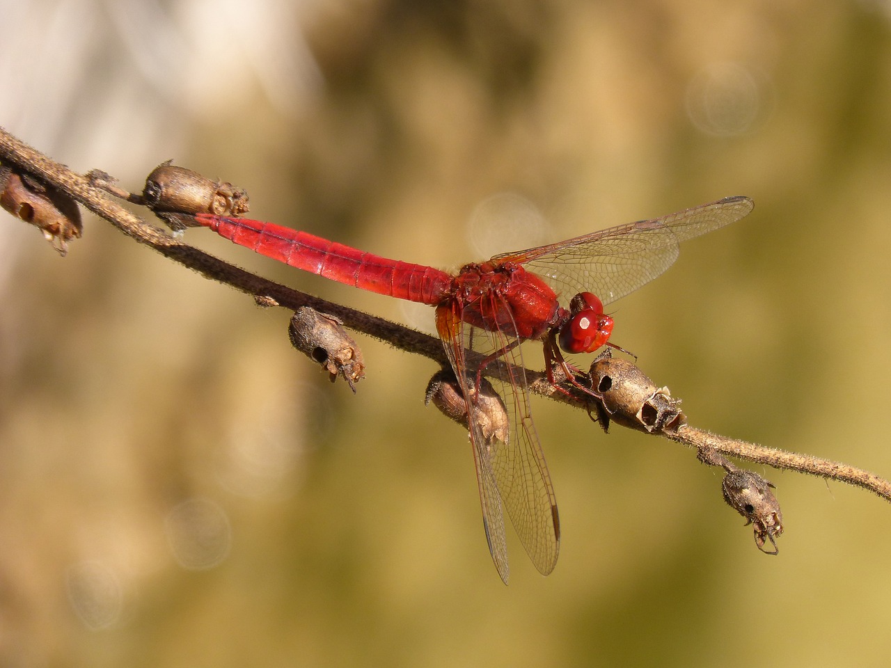 dragonfly  red dragonfly  erythraea crocothemis free photo