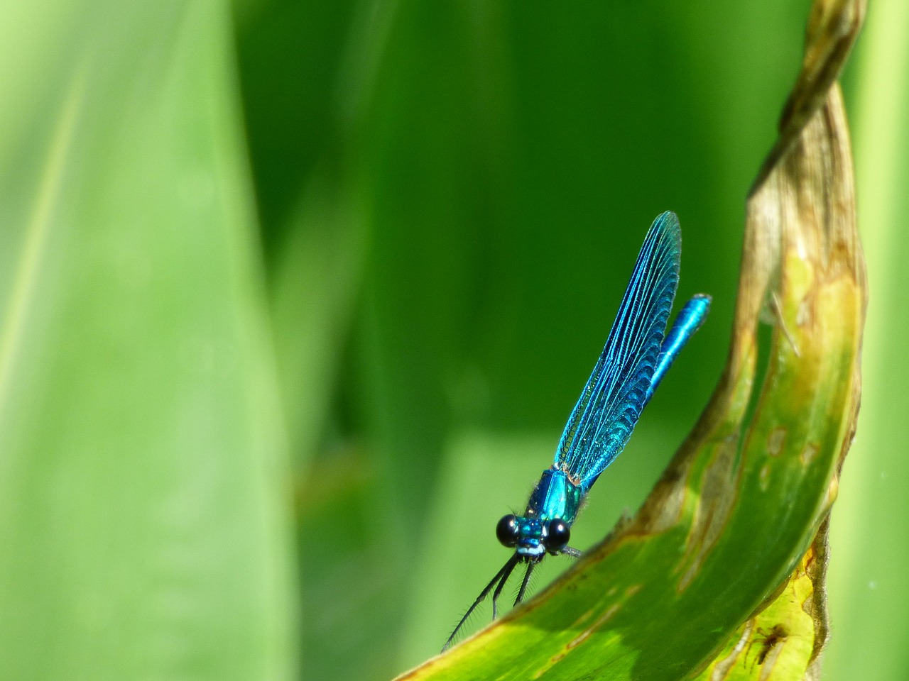 dragonfly  herbs  nature free photo