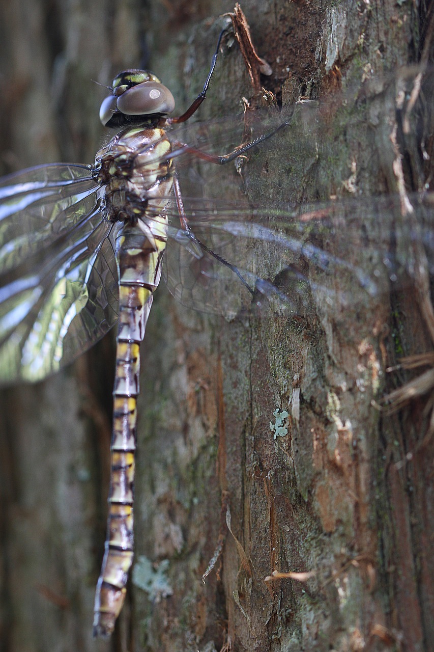 dragonfly  nature  insect free photo