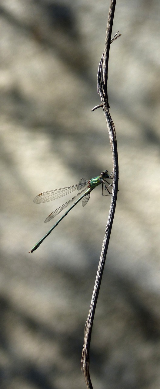 dragonfly  green dragonfly  damselfly free photo