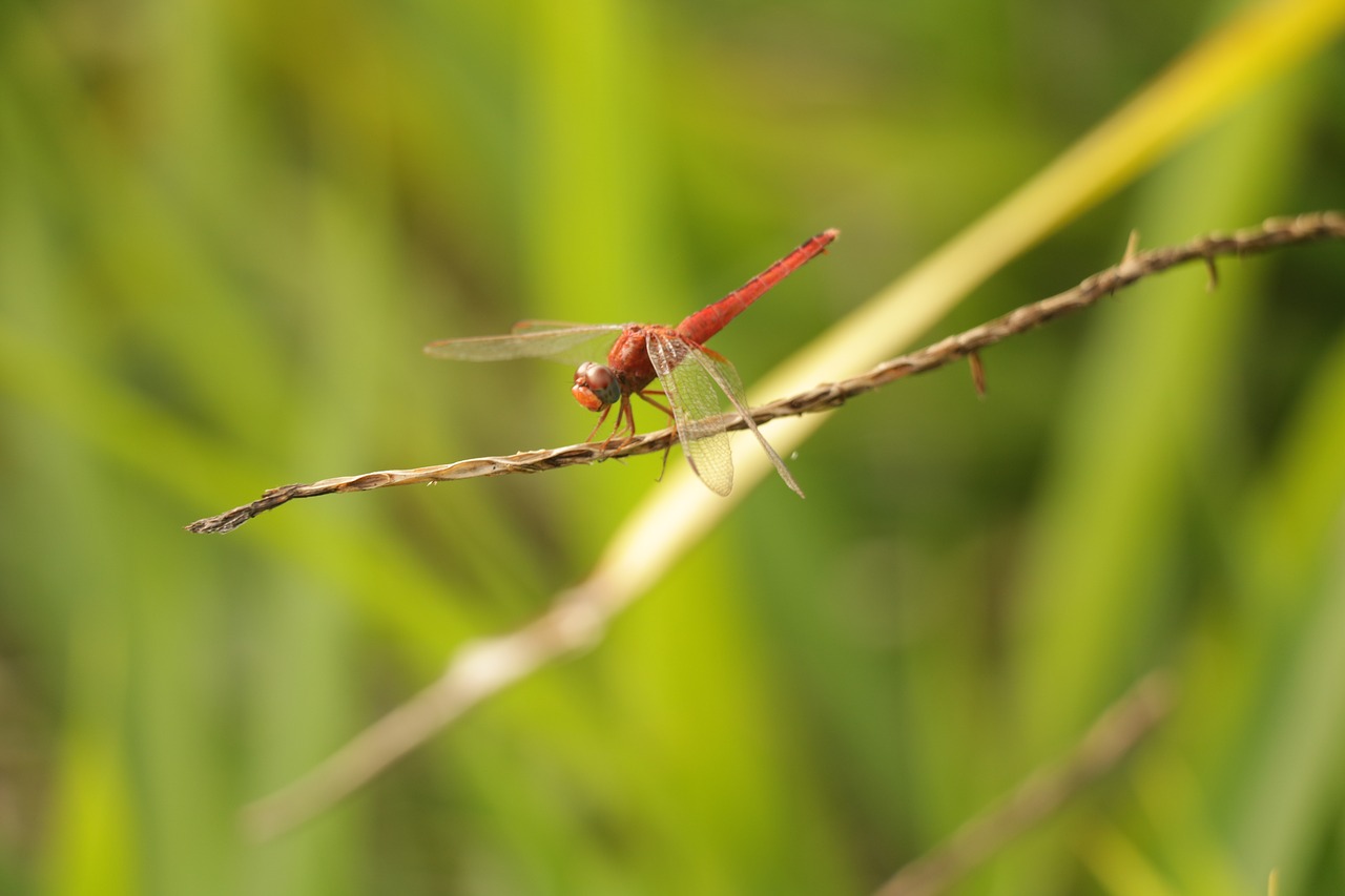 dragonfly  insect  small free photo