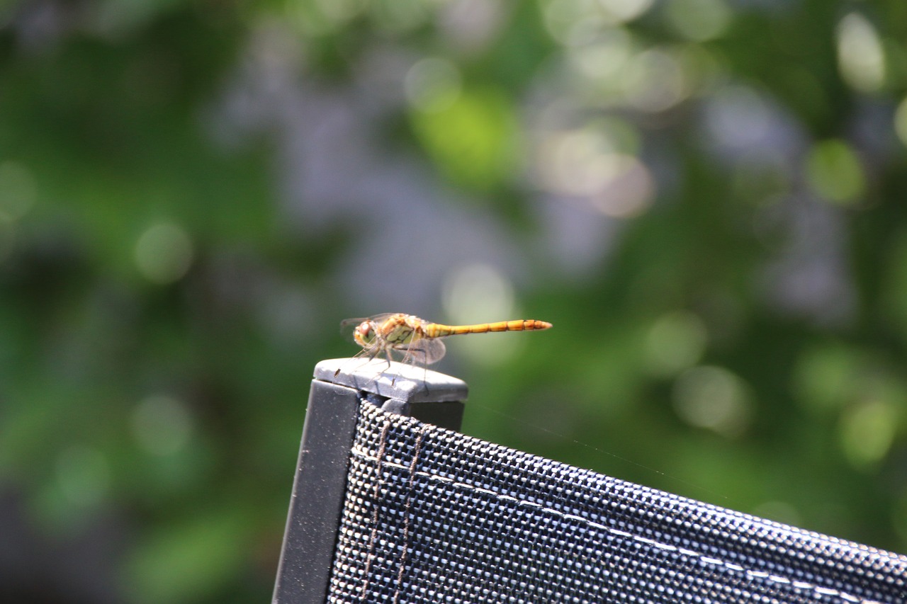 dragonfly  chair  nature free photo