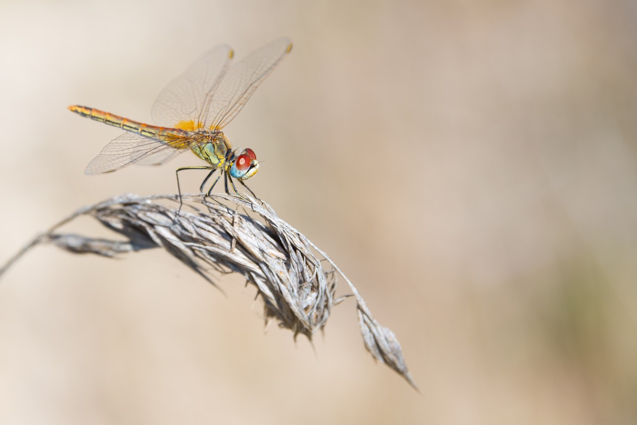 dragonfly  dry  grass free photo