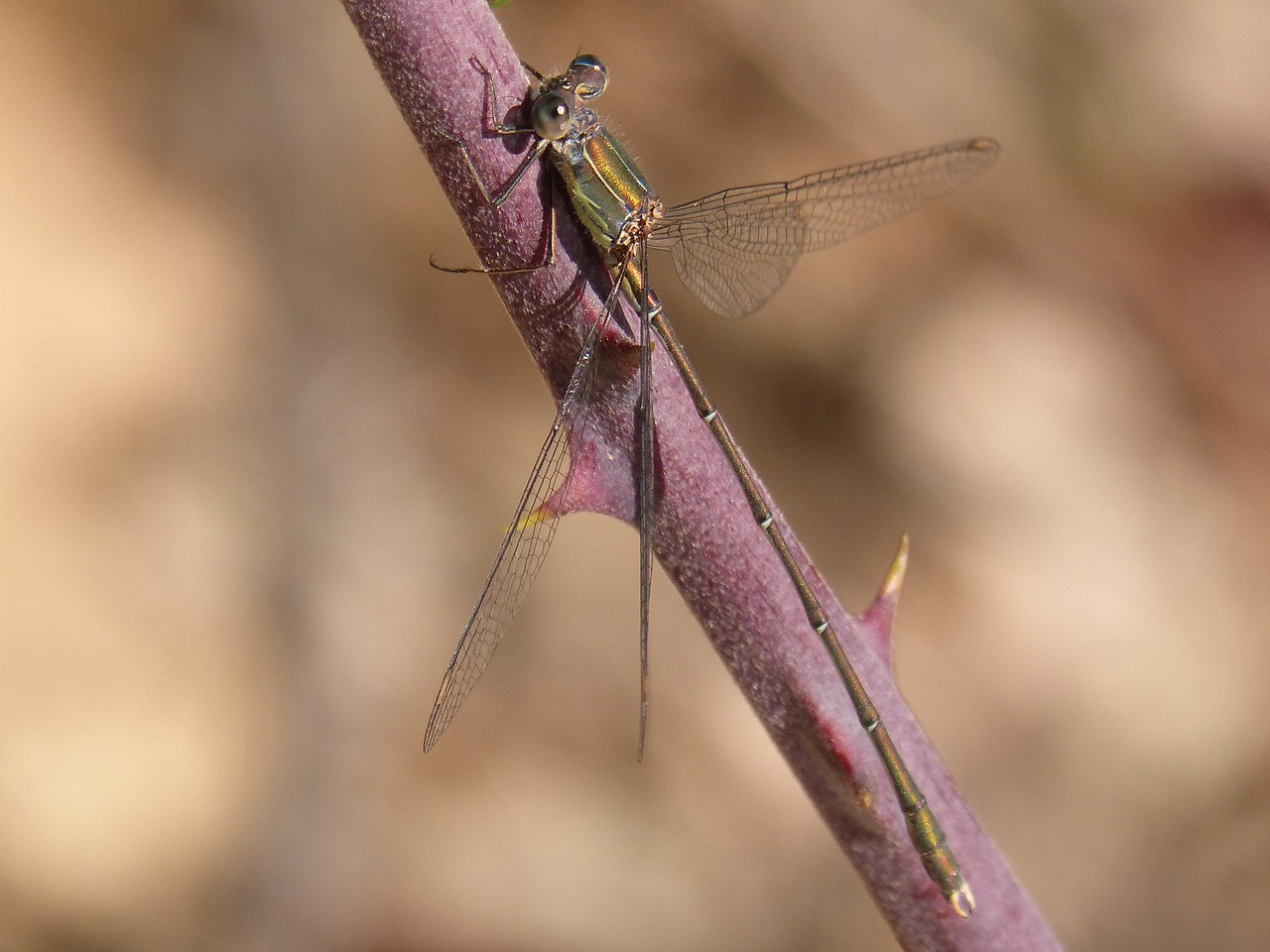 dragonfly  green dragonfly  lestes viridis free photo
