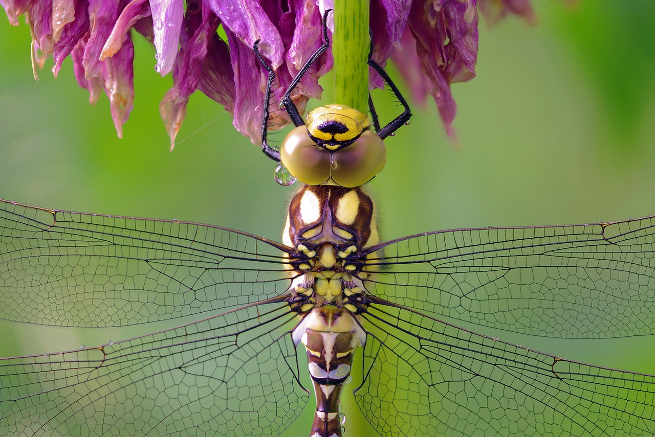 dragonfly  nature  wings free photo