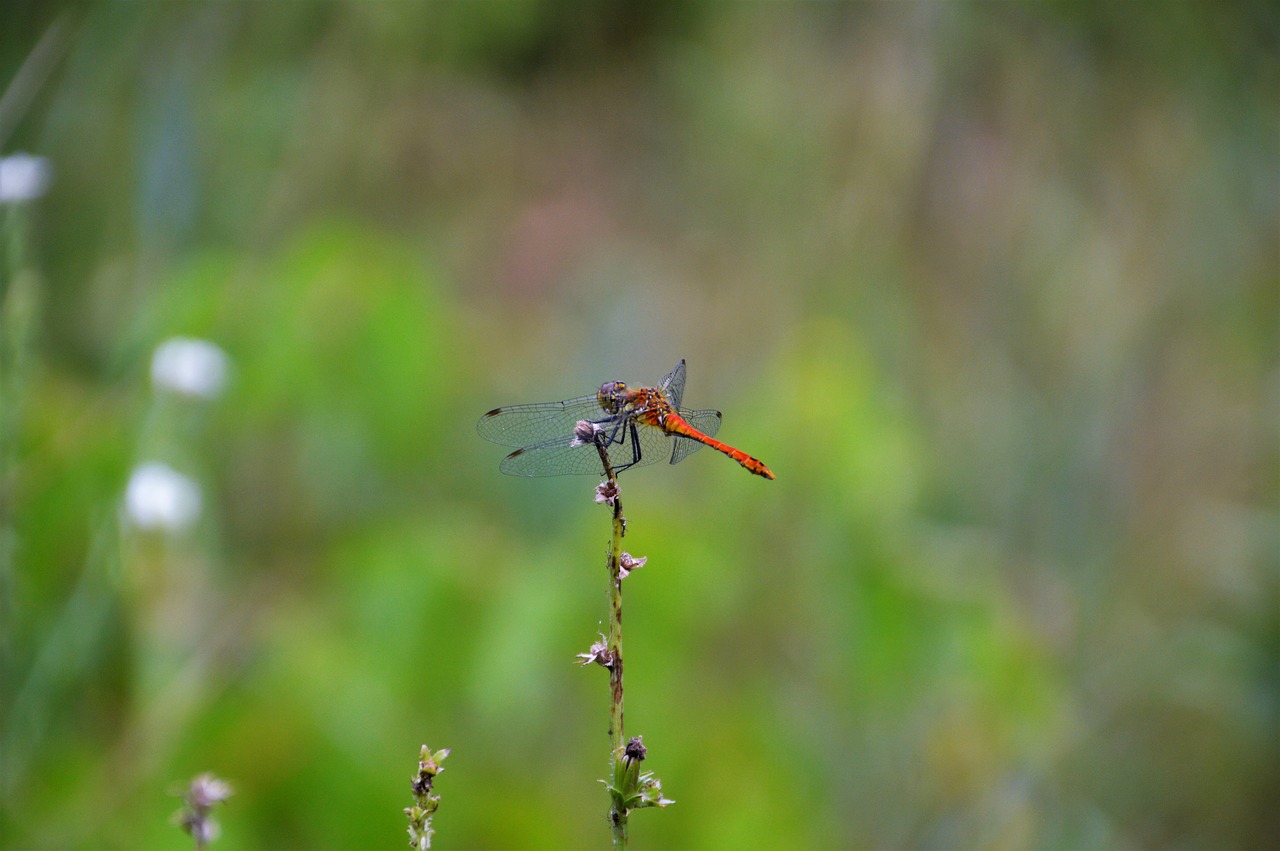 dragonfly  insects  field free photo