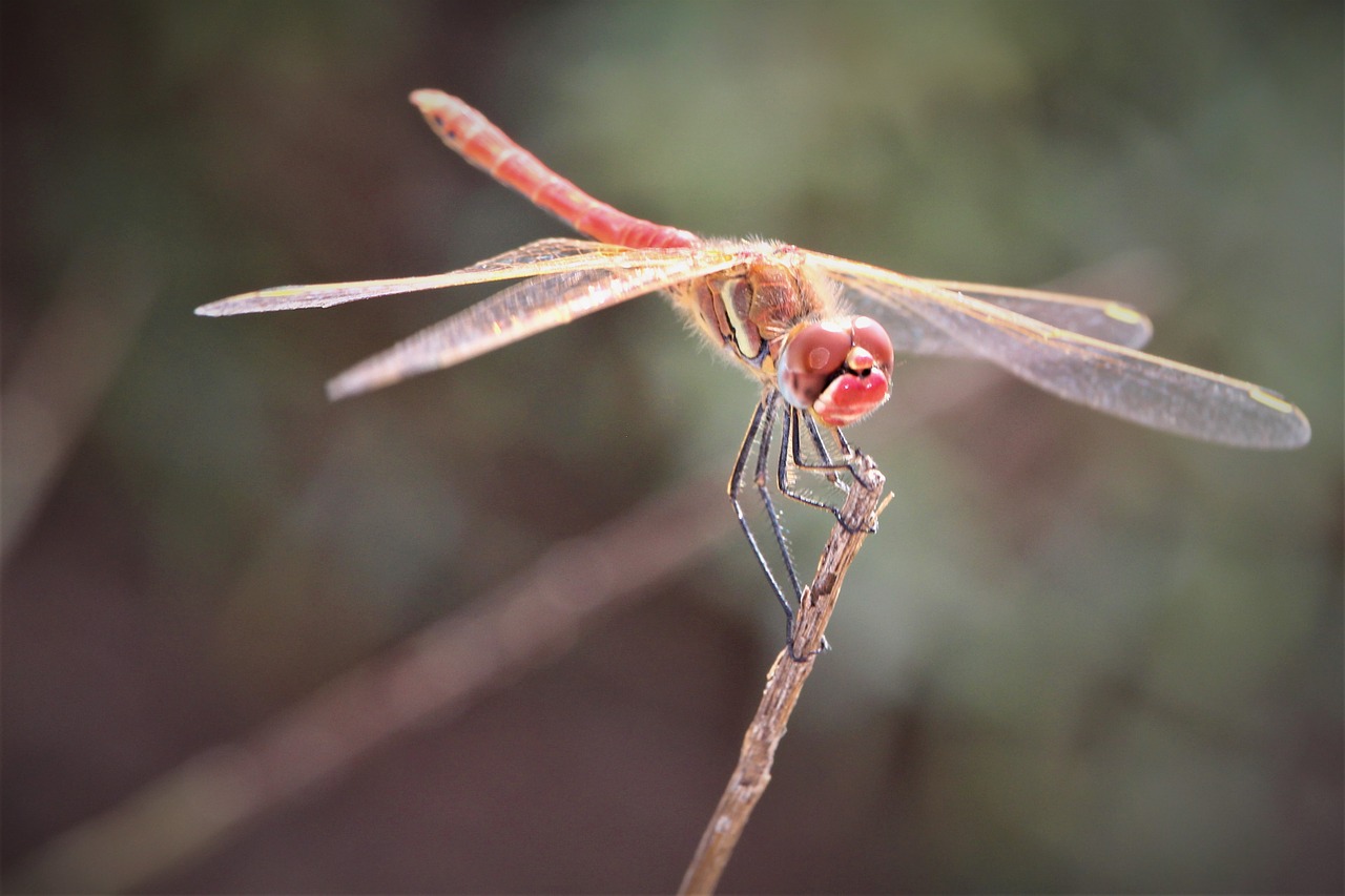 dragonfly  insect  nature free photo