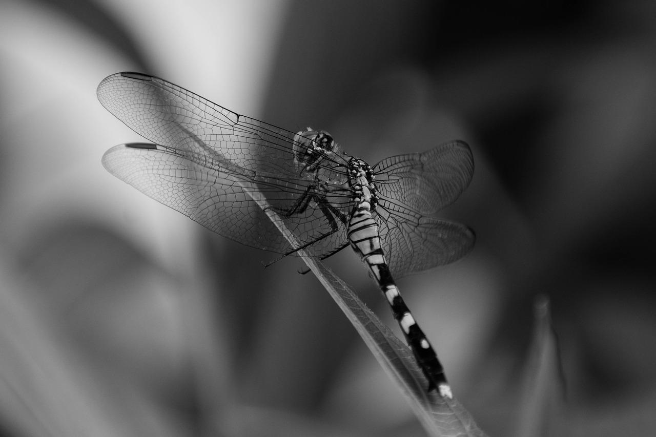 dragonfly  bug  insect free photo