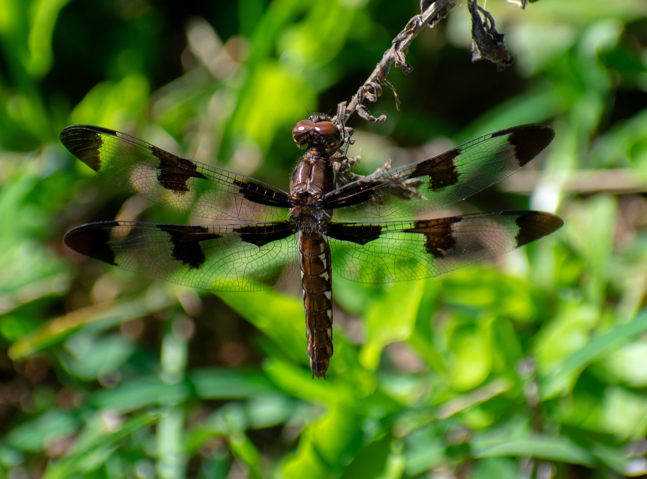 dragonfly  nature  insect free photo