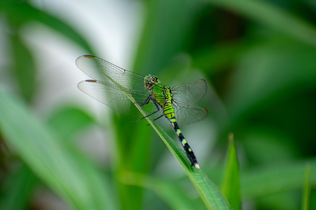 dragonfly  nature  insect free photo