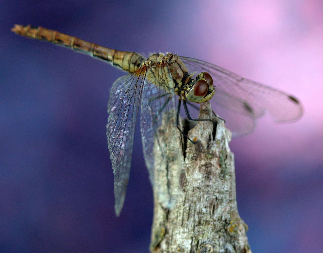 dragonfly  wings  insecta free photo