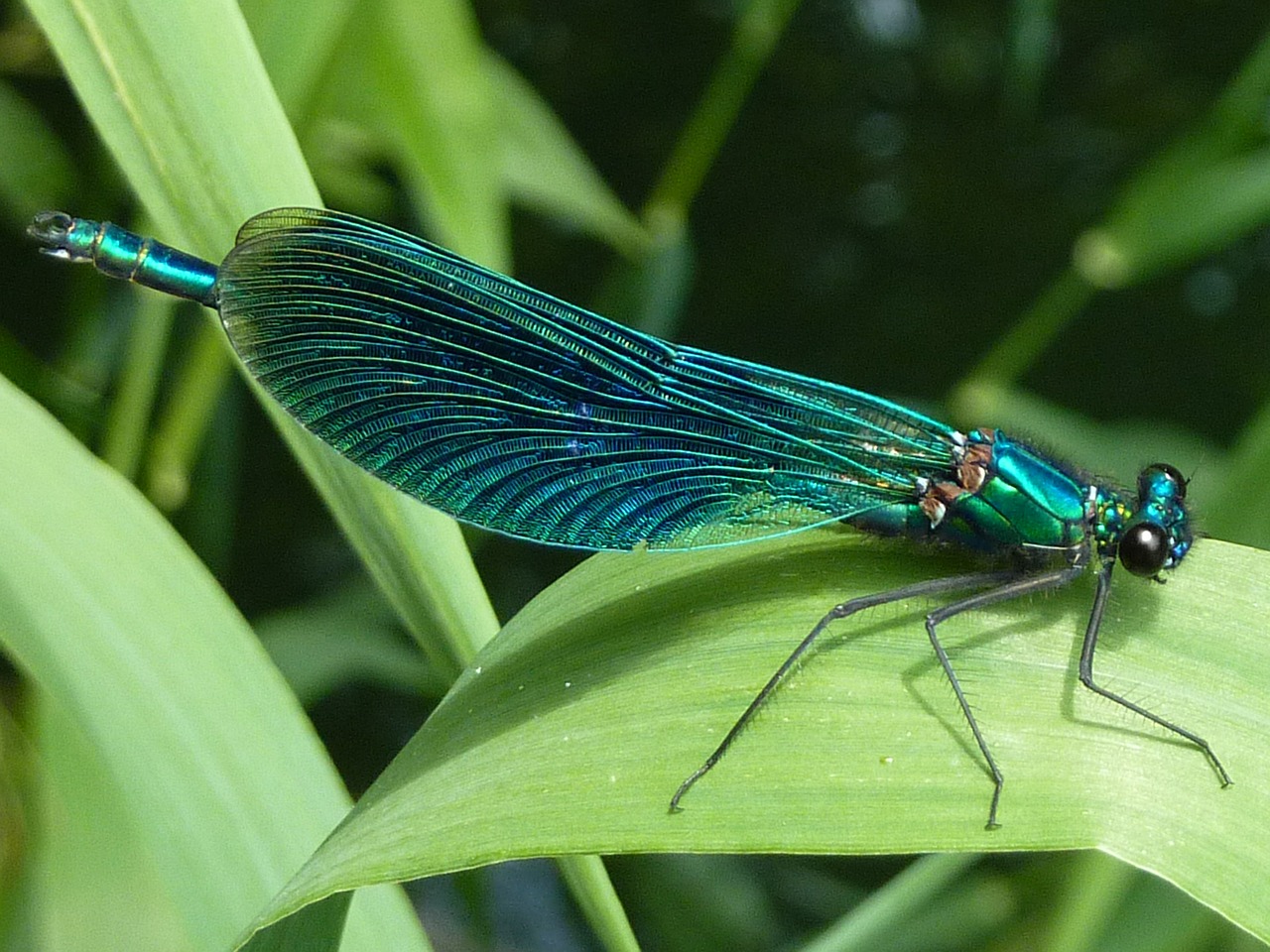 dragonfly arthropod insect free photo