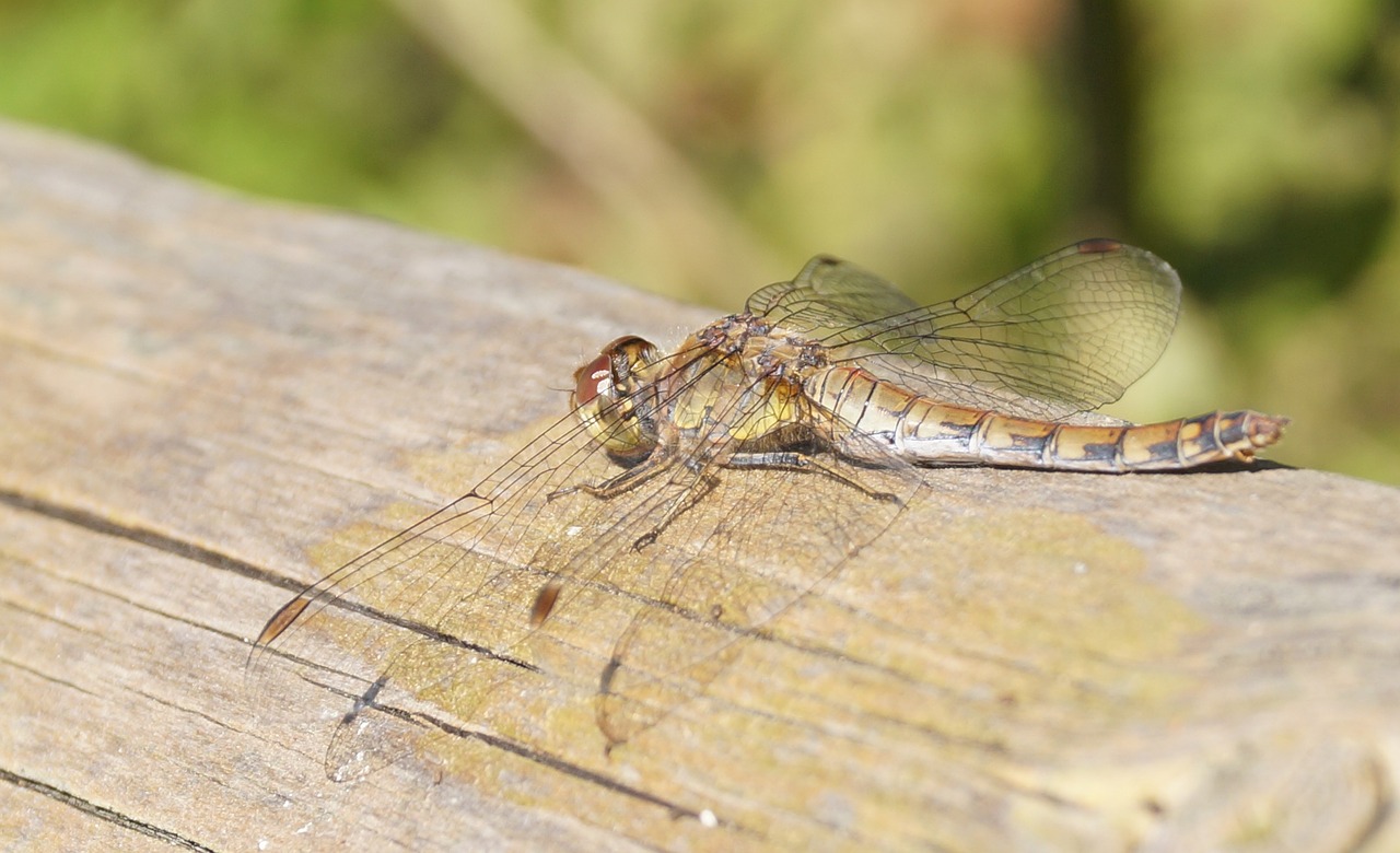 dragonfly brown wing free photo