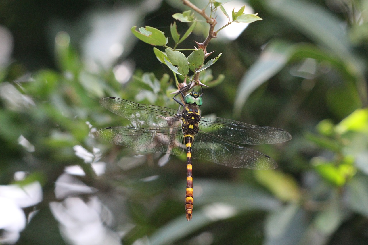 dragonfly  branch  wings free photo