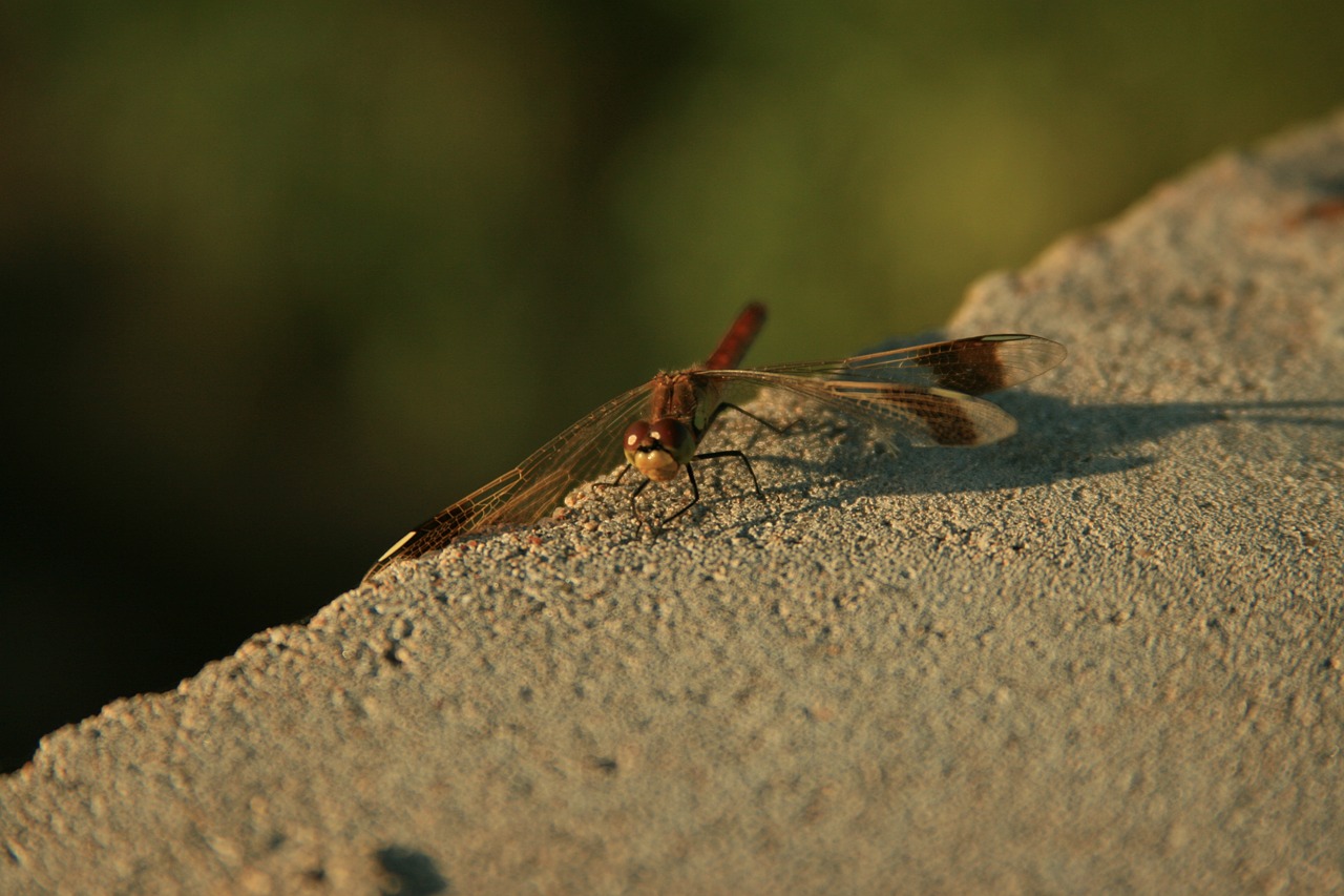 dragonfly  nature  insects free photo
