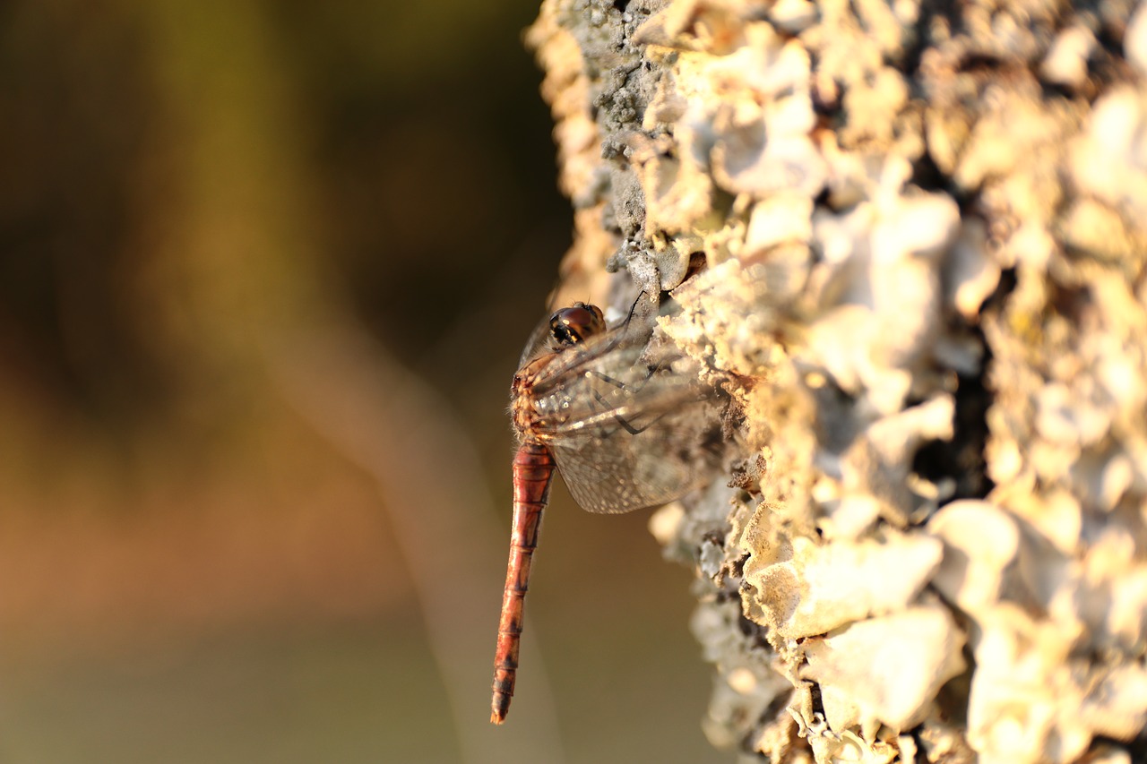 dragonfly  wood  natural free photo