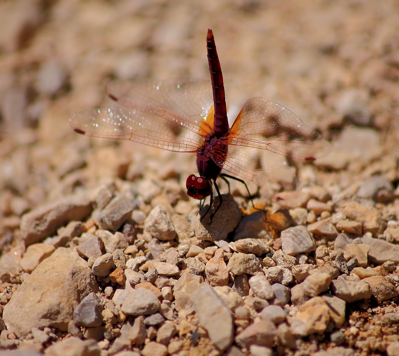 dragonfly  macro  insects free photo