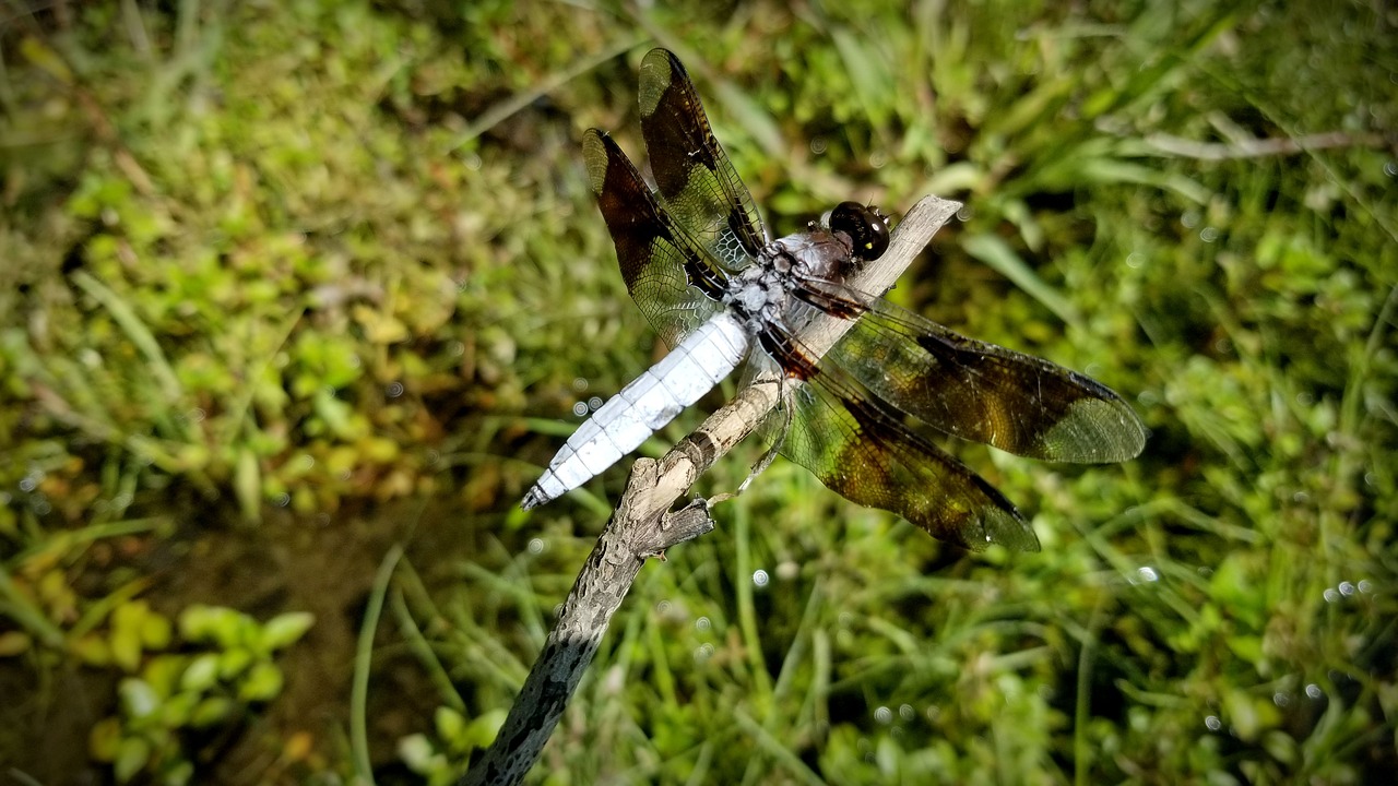 dragonfly  common whitetail skimmer  insect free photo