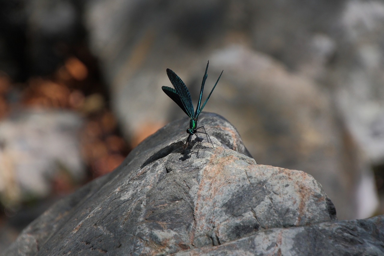 dragonfly  insect  nature free photo