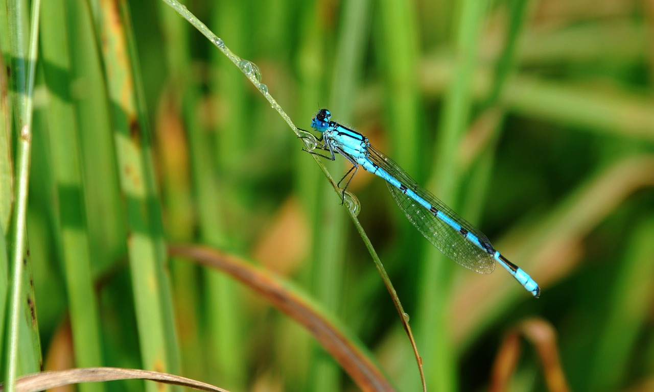 dragonfly  insect  macro free photo