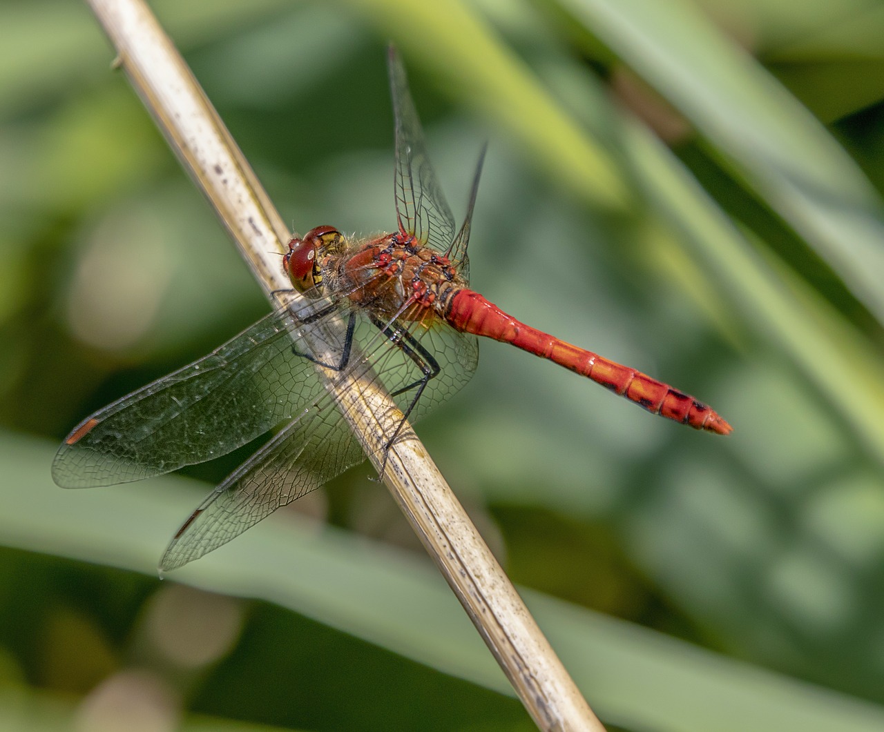 dragonfly  red  wings free photo